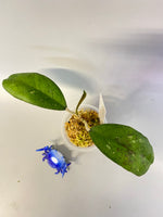 Hoya leoensis (viola x fuscomarginata) - active growth