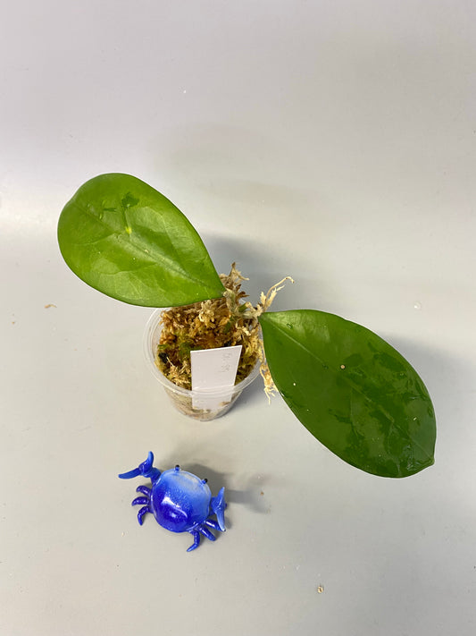 Hoya epc 898 / ut 163 - starting to root