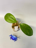 Hoya epc 898 / ut 163 - starting to root