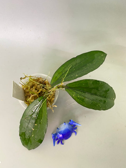 Hoya erythrina - active growth