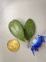 Hoya epc 600 / epc-600 - 2 nodes - has short stem Unrooted