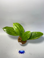 Hoya lambii - has some roots