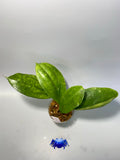 Hoya lambii - has some roots