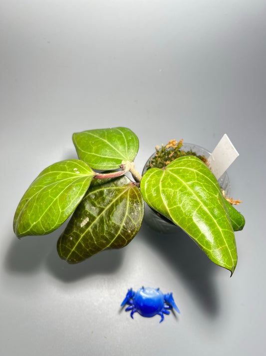 Hoya Sarawak - has roots