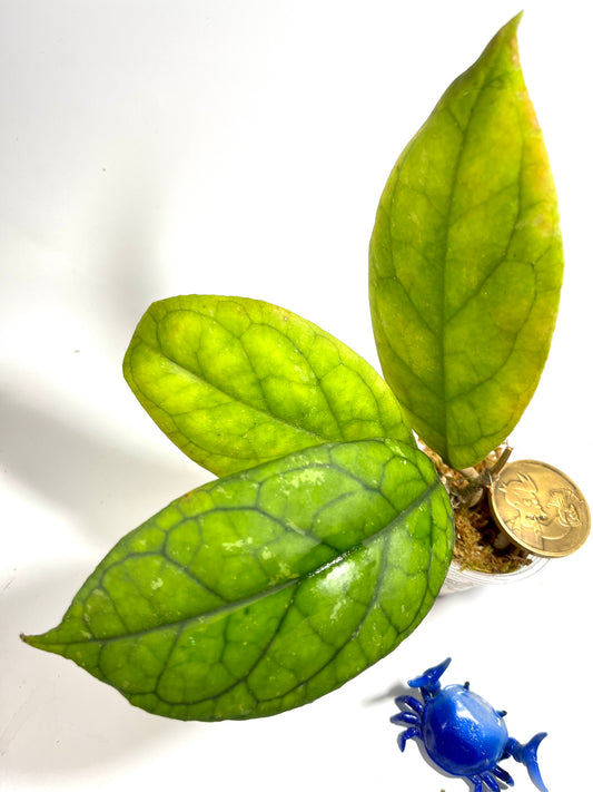 Hoya cv larisa with some splash  - starting to root