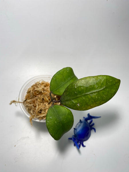 Hoya ovalifolia - Unrooted