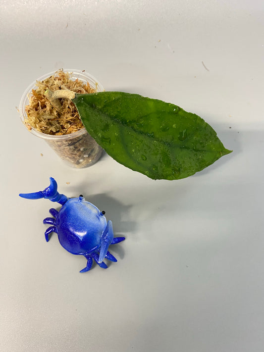 Hoya EPC 392 - aff finlaysonii type - Unrooted