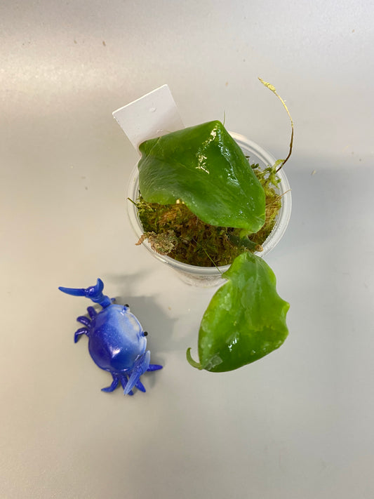 Hoya oblongata / anulata - has roots