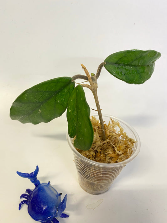 Hoya carnosa vietnam - unrooted
