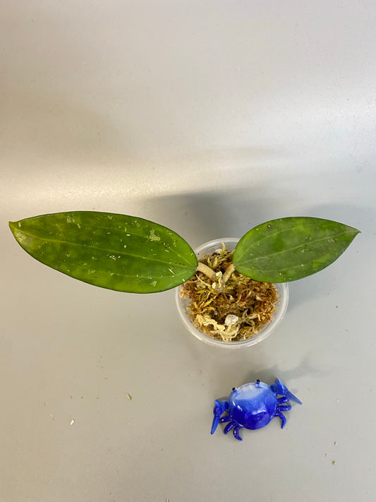 Hoya Hanhiae pink - starting to root