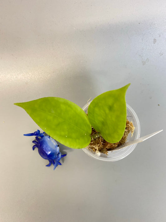 Hoya surisa (nicholsoniae x cv golden eye) - unrooted