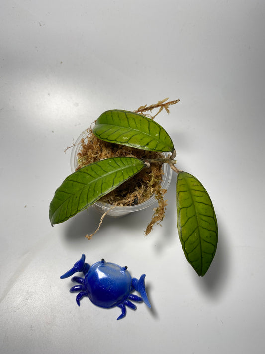 Hoya gunung gading - Unrooted