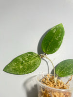 Hoya rhm 14-1 - Unrooted
