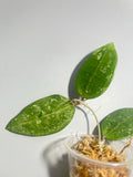 Hoya rhm 14-1 - Unrooted