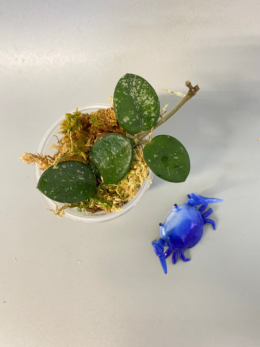 Hoya mathilde with splash and active growth