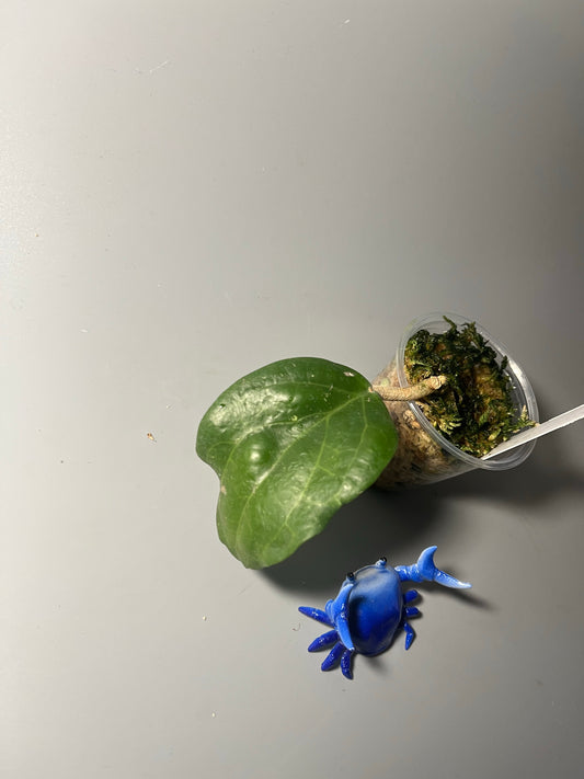 Free addon Hoya surigaoensis - starting to root