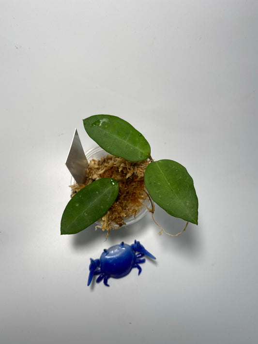 Hoya elliptica small leaf - Unrooted
