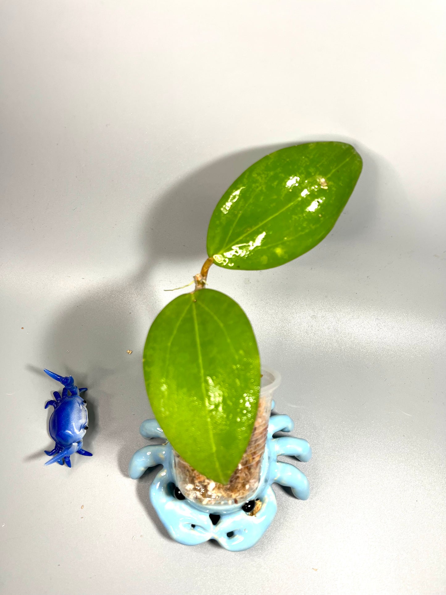 Hoya AF01 - Vitellina pink x unknown - Unrooted