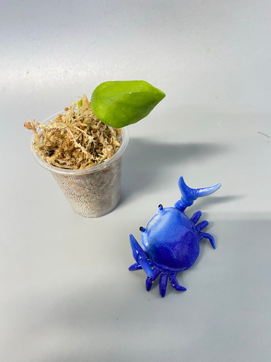 Hoya diptera fiji - just starting to root