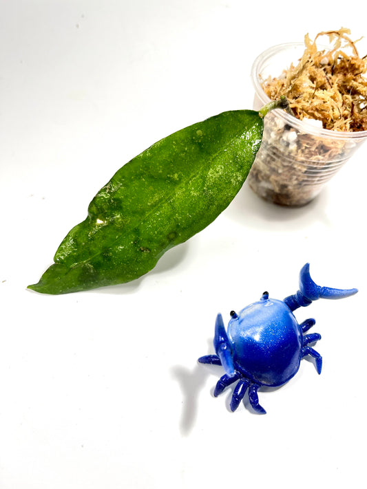 Hoya corneri - Unrooted