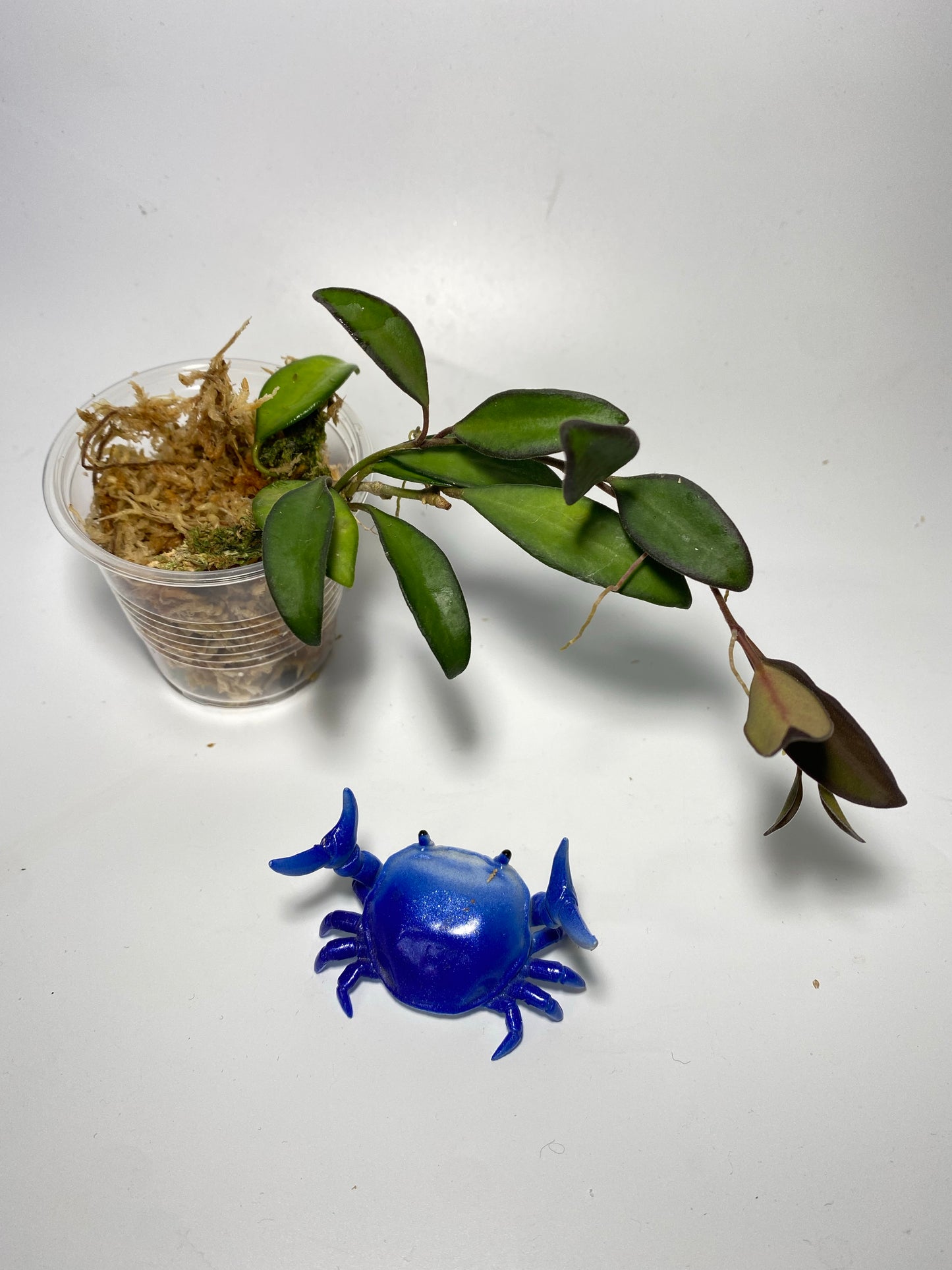 Hoya ‘rosita’-  with active growth