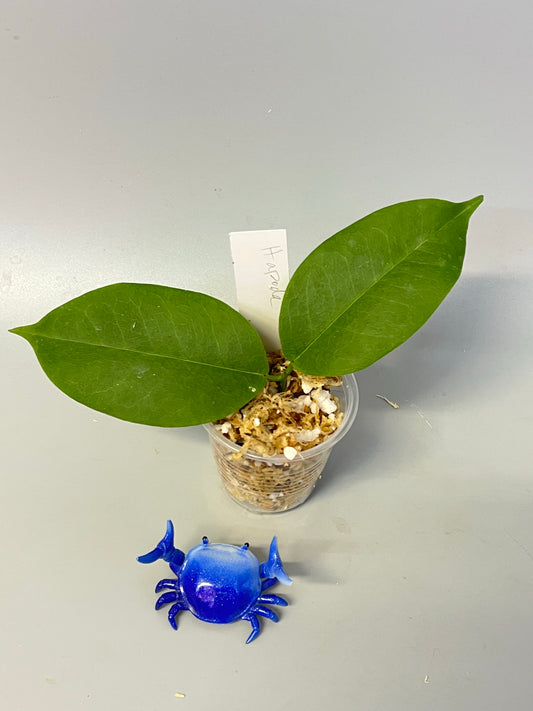 Hoya apoda - Unrooted