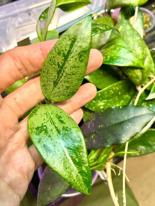 Hoya memoria x IR26 - fresh cut - unrooted