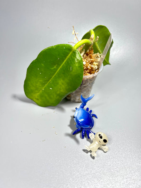 Hoya imperialis Palawan - Unrooted