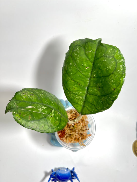 Hoya svetlana - Unrooted