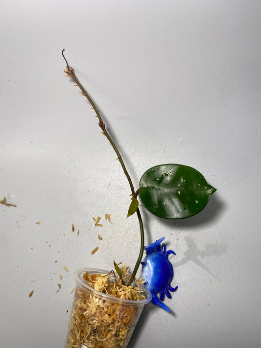 Hoya fungii - unrooted