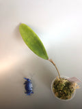 Hoya sp bulusan with some roots