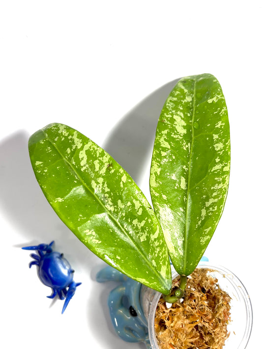 Hoya verticillata var hendersonii - unrooted