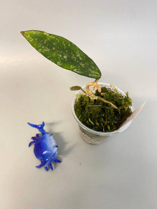 Hoya phuwuaensis - active growth