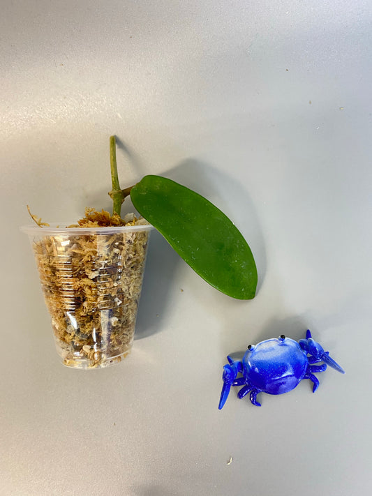 Hoya meliflua - Unrooted