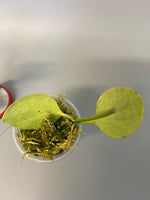 Hoya Kastbergii - has roots