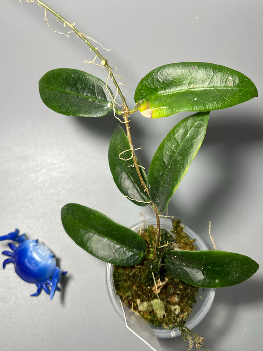 Hoya patella pink - has roots