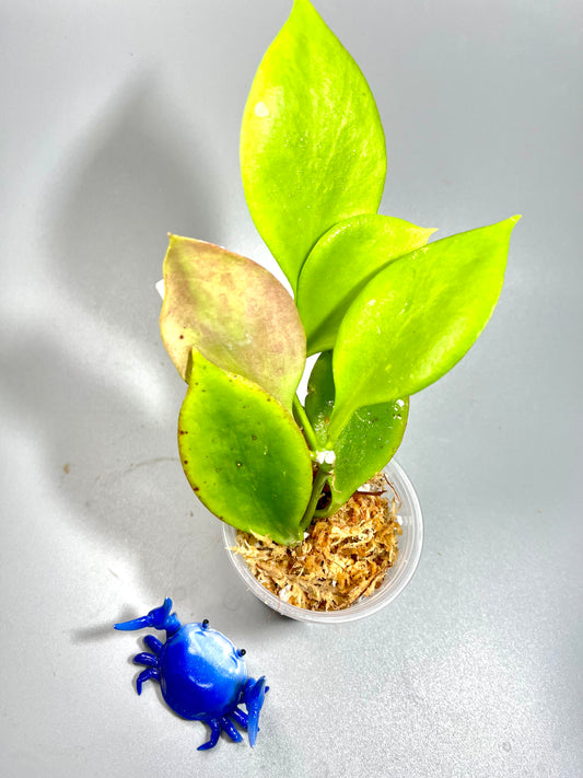 Hoya pseudo littoralis - Unrooted