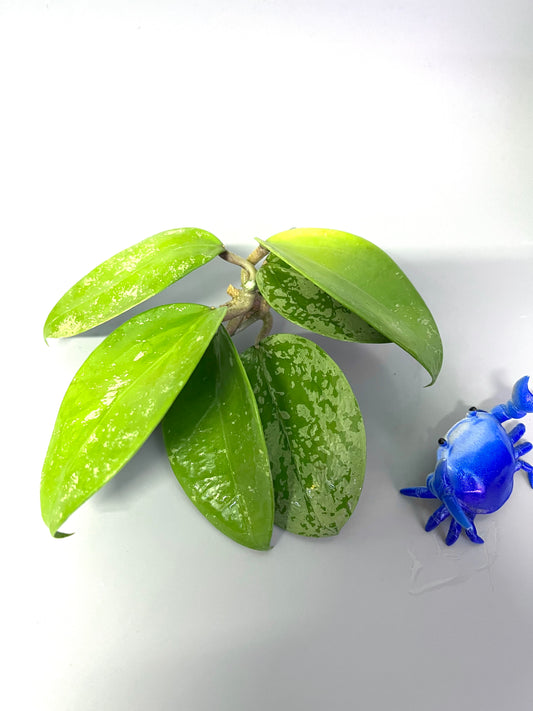 Hoya epc 973  - unrooted