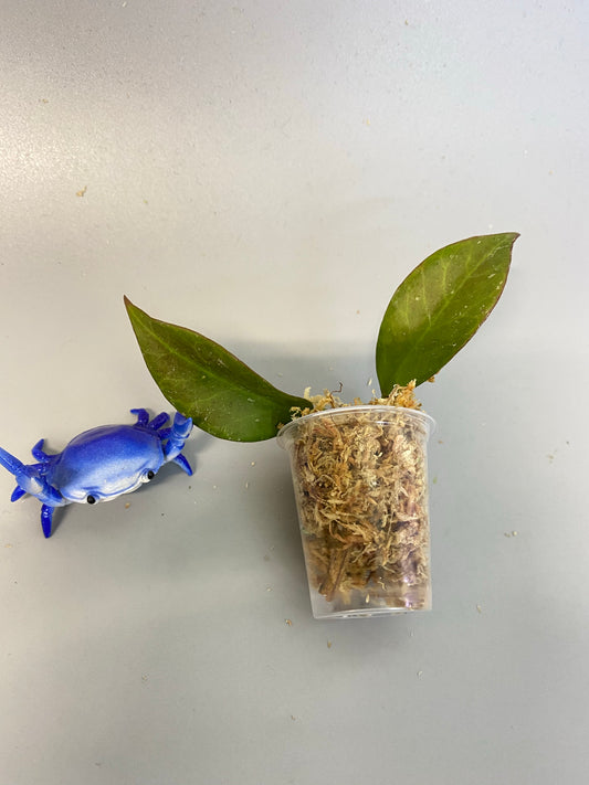 Hoya cv sunrise - Unrooted - free add-on