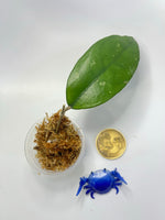 Hoya sp Indonesia yellow - Unrooted