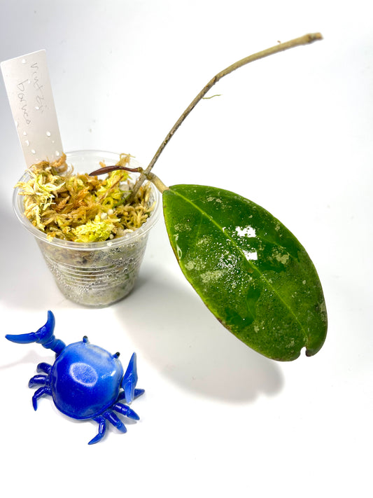 Hoya rintzii borneo - active growth