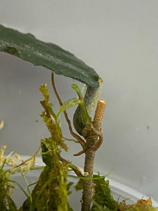 Hoya caudata Sumatra - new growth