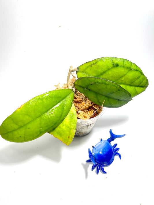 Hoya sp borneo epc 953 - Unrooted