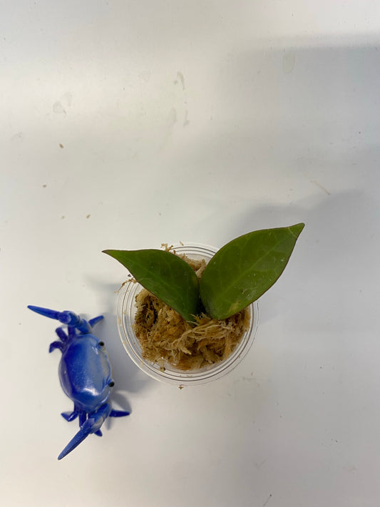 Hoya cv sunrise - starting to root - free add-on