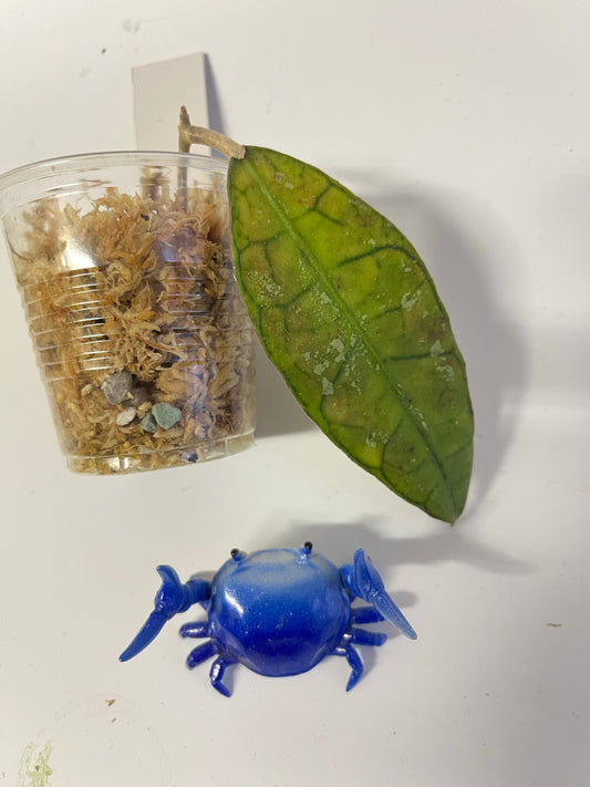 Hoya dml 5655b / iml 1398 - Unrooted