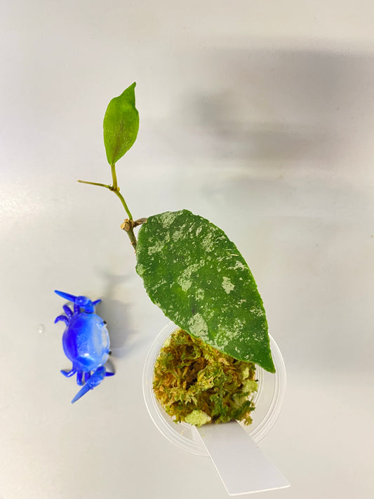 Hoya caudata gold - active growth