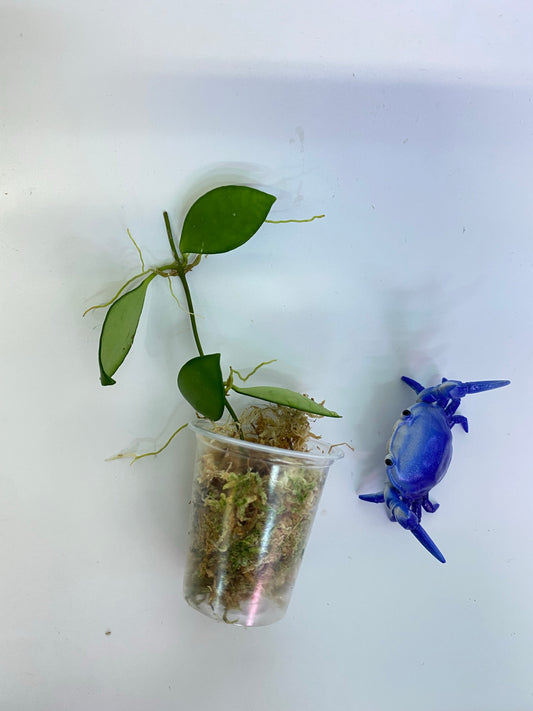 Hoya Davidcummingii - has some roots