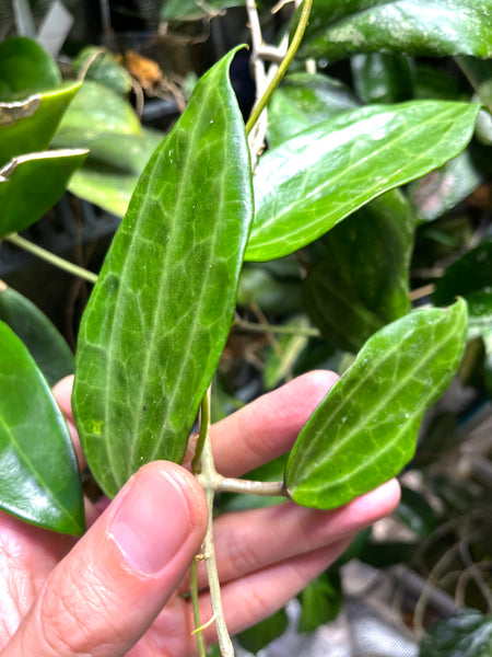 Hoya clandestina pink - fresh cut - 1 node/2 leaves - Unrooted