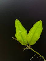 Hoya cv Ann - fresh cut - 1 node - Unrooted