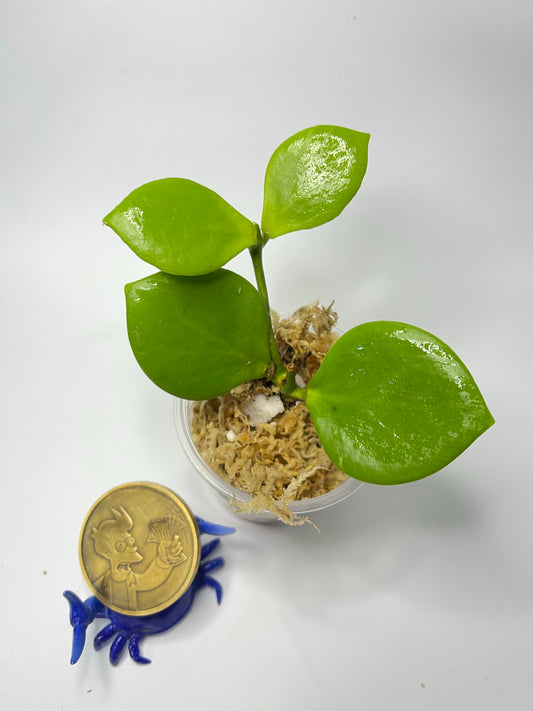 Hoya ns05-055 - unrooted